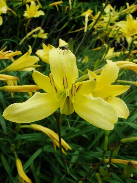 Hemerocallis citrina fleur